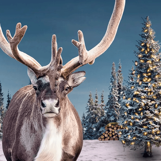 Jul i Zoo