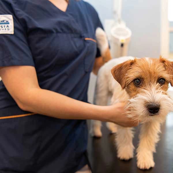 Evidensia Dahlgaard Dyreklinik baggrunds billede