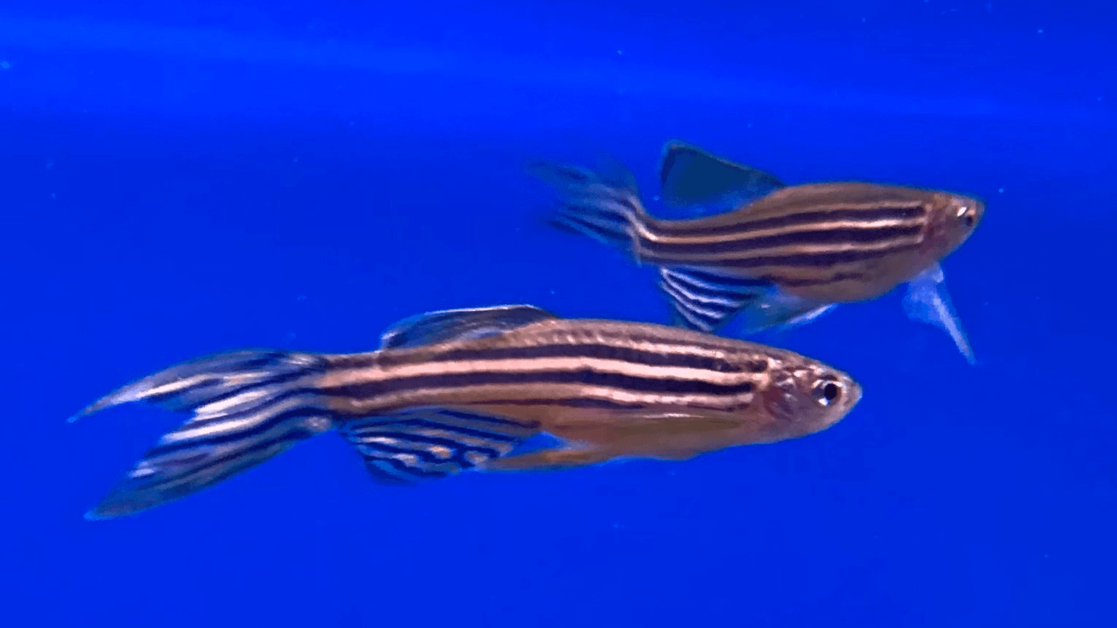 Bonnie Dyrecenter - Vejle baggrunds billede