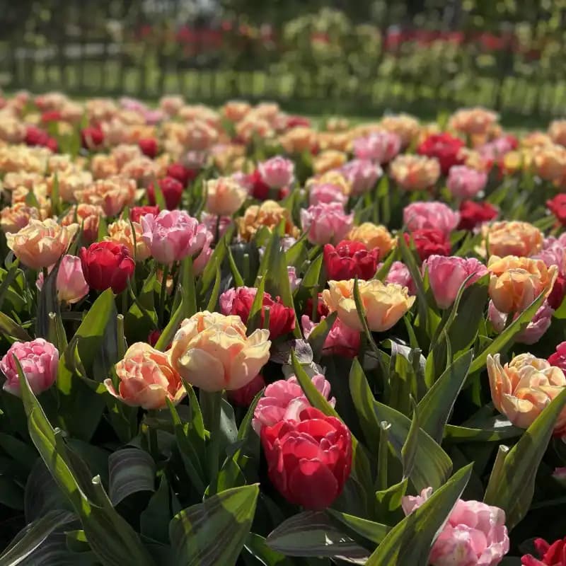 Solbakkens Blomsterløg baggrunds billede