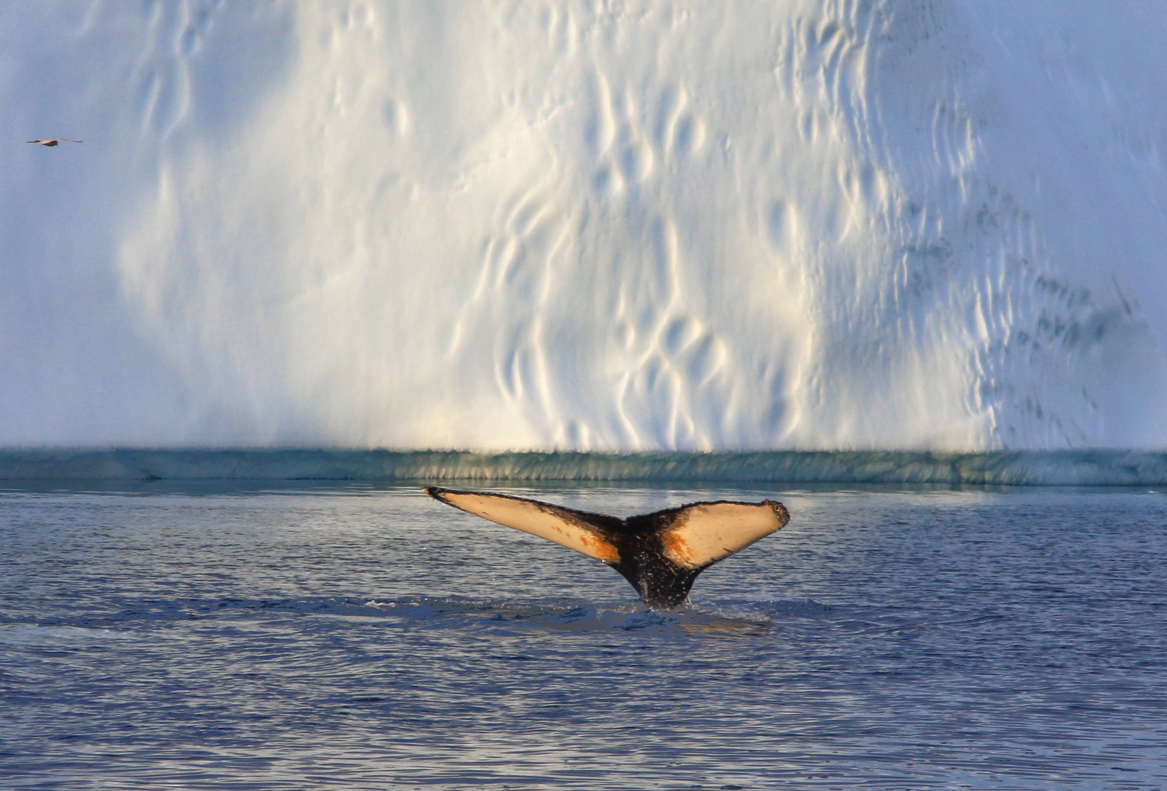 Oplevelser for livet med Greenland Travel